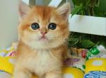 Hanny ny 11 black golden shaded chinchilla - British Shorthair Kitten For Sale - Houston, TX, US