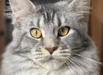 Nika - Maine Coon Cat For Sale/Retired Breeding - Rocklin, CA, US