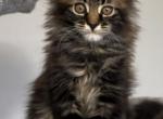 Mary - Maine Coon Kitten For Sale - 