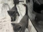 Russian Blue Babies - Russian Blue Kitten For Sale - 