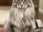 Xena - Maine Coon Cat For Sale/Service - Rocklin, CA, US