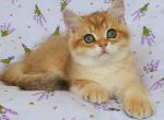 Funtik - British Shorthair Kitten For Sale - Brooklyn, NY, US