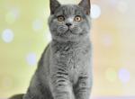 Viking - British Shorthair Kitten For Sale - Brooklyn, NY, US