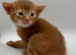 Damasc - Abyssinian Kitten For Sale - Brooklyn, NY, US