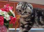 Silva - Scottish Fold Kitten For Sale - Brooklyn, NY, US