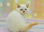 Denis - Scottish Straight Kitten For Sale - Brooklyn, NY, US