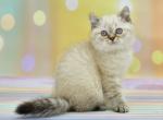 Drago - British Shorthair Kitten For Sale - Brooklyn, NY, US