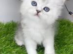 Sofia Queen - Scottish Straight Kitten For Sale - 