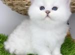 Rosalie - British Shorthair Kitten For Sale - Brooklyn, NY, US