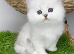 Rani - British Shorthair Kitten For Sale - Brooklyn, NY, US