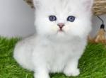 Richard - British Shorthair Kitten For Sale - Brooklyn, NY, US