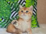 Iris - British Shorthair Kitten For Sale - Brooklyn, NY, US