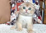 Cristian - Scottish Fold Kitten For Sale - Brooklyn, NY, US