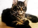 Quasar Silent Wave - Maine Coon Kitten For Sale - Brooklyn, NY, US