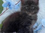 Amur - Maine Coon Kitten For Sale - Brooklyn, NY, US