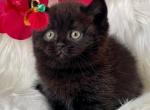 Roxana - British Shorthair Kitten For Sale - Brooklyn, NY, US