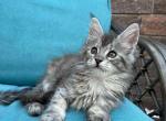 Zara - Maine Coon Kitten For Sale - Brooklyn, NY, US