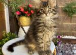 Hudy - Maine Coon Kitten For Sale - Brooklyn, NY, US