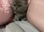 Persian Kittens - Persian Kitten For Sale - Dearborn, MI, US
