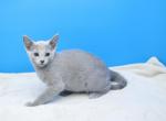 Russian Blue Male and female - Russian Blue Kitten For Sale - Springfield, MA, US