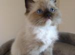 Lucky - Ragdoll Kitten For Sale - Seattle, WA, US