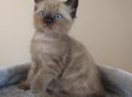 Goldy - Ragdoll Kitten For Sale - 
