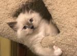 Lilac Female Snowshoe Sweetie - Ragdoll Kitten For Sale - Burlington, WI, US