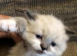 Male Seal Point Snowshoe - Ragdoll Kitten For Sale - Burlington, WI, US