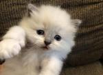 Male Lilac White - Ragdoll Kitten For Sale - Burlington, WI, US