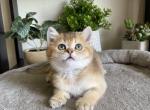 Cookie - Scottish Straight Kitten For Sale - 