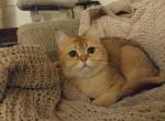 Candy - Scottish Straight Cat For Sale - 