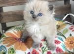 Babydolls - Ragdoll Kitten For Sale - Pleasant Hill, CA, US