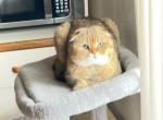 Gucci - Scottish Fold Cat For Sale - Rochester, MN, US