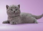 Volt - British Shorthair Kitten For Sale - Hollywood, FL, US