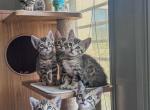 Bengal Kittens VI - Bengal Kitten For Sale - Phoenix, AZ, US