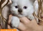 Skye's kittens - Ragdoll Kitten For Sale - Quakertown, PA, US