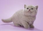 Vasko - British Shorthair Kitten For Sale - Hollywood, FL, US