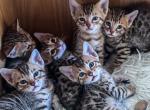 Bengal Kittens 6 - Bengal Kitten For Sale - Phoenix, AZ, US