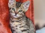 Bengal Kitten Dynamo Boy - Bengal Kitten For Sale - Phoenix, AZ, US