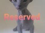 Koco - Sphynx Kitten For Sale - Boston, MA, US