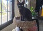 Chi Chi Non standard sphynx female - Domestic Cat For Sale - Boston, MA, US