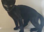 Sweetie Non Standard Sphynx kitten - Domestic Kitten For Sale - Boston, MA, US