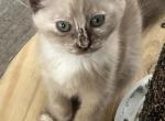 First Sealpoint - Siamese Kitten For Sale - Fulton, NY, US