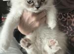 Diesel - Himalayan Kitten For Sale - Oklahoma City, OK, US