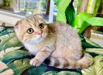Scottish Fold Golden Male - Scottish Fold Kitten For Sale - Orlando, FL, US