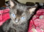 Smokie - American Shorthair Kitten For Sale - Runnemede, NJ, US
