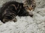 Sam - Maine Coon Kitten For Sale - Rockford, IL, US