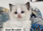 Opal - Ragdoll Kitten For Sale - Attica, MI, US