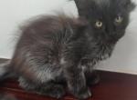 Black smoke Maine Coon - Maine Coon Kitten For Sale - Coshocton, OH, US