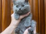 British Shorthair  Blue  Male - British Shorthair Kitten For Sale - Orlando, FL, US